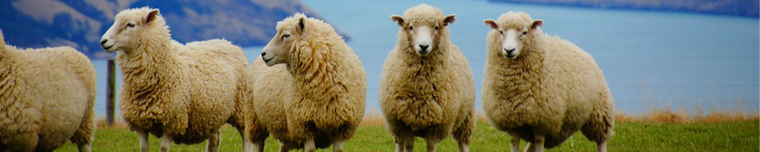 Paquete australia y nueva zelanda lanzate