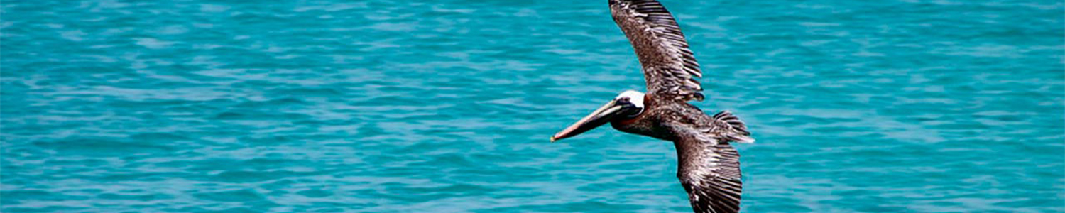 Paquetes a bayahibe todo incluido lanzate