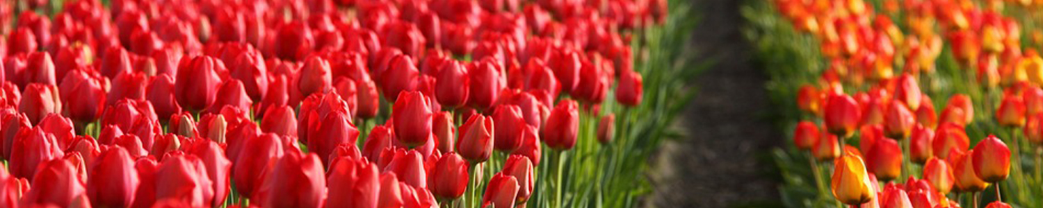 Paquetes de viaje europa lanzate