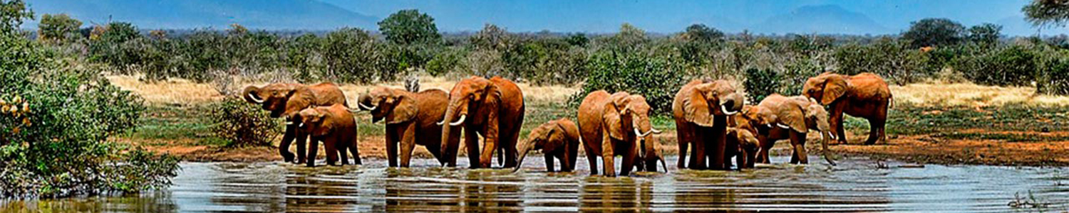 safari a sudafrica desde argentina kruger