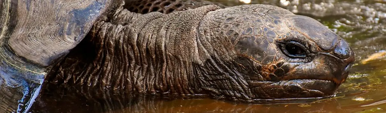 Imagen relacionada con Viaje a las Islas Galapagos