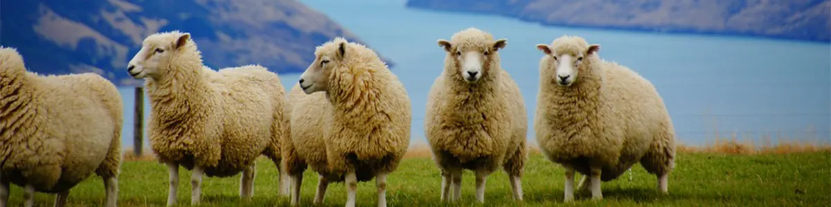 Imagen adicional relacionada con Paquete Australia & Nueva Zelanda